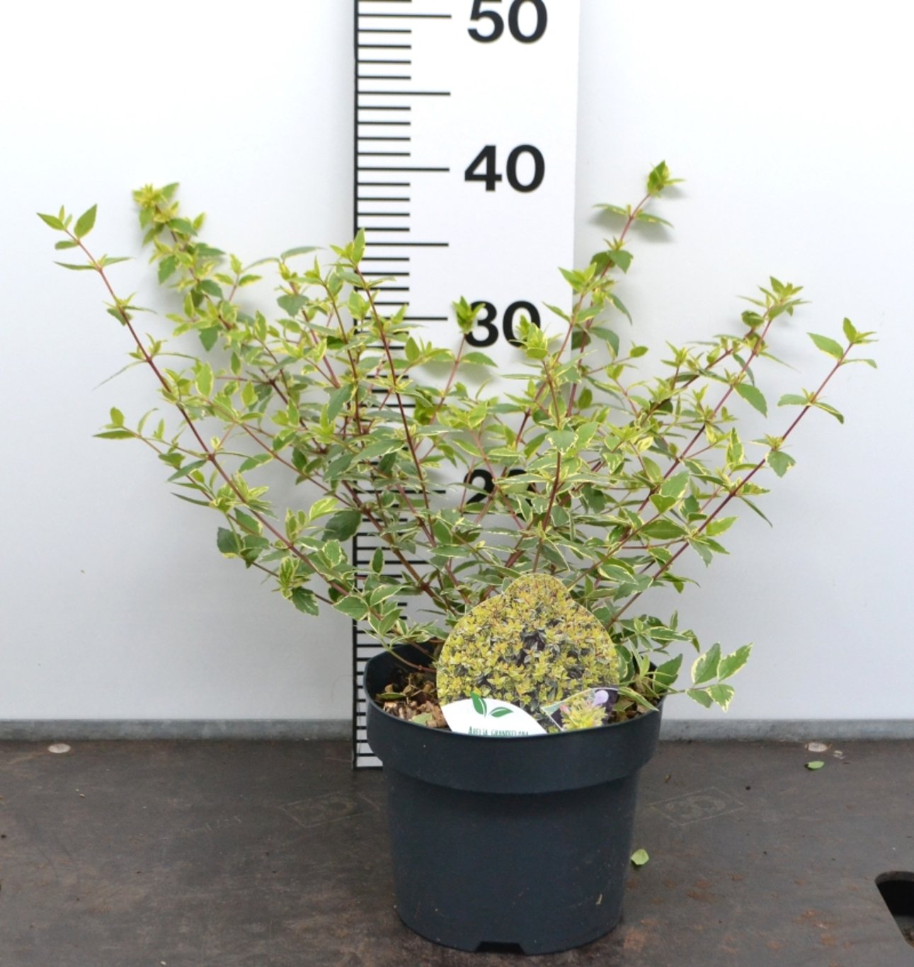 Abelia grandifl. 'Jelly Beans' - C3 20-40 CM